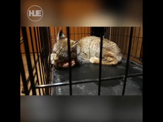 free полицейские спасли жителей поселка междуреченский от дикой рыси которая забралась к ним на участок hd