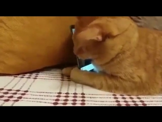 free слепой котик любит слушать именно этого пианиста hd