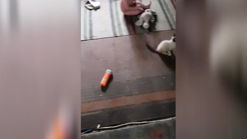 free в бельцах пятеро детей живут в ужасных условиях по закону забрать их из семьи нельзя hd