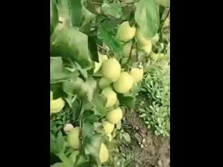 free на это невозможно спокойно смотреть хочется попробовать всё и сразу hd