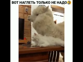 free она погладить хочет но лапок то у ламы нет hd