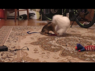 free котёнок которого невозможно наказать домашняя обезьянка hd