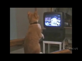 free смешные кошки приколы про кошек и котов 2017 46 лучшее funny cats hd