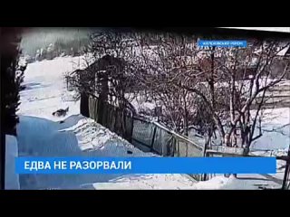 free едва не разорвали случаи с нападениями уличных молодые на жителей иркутской области все чаще мелькают в новостной hd