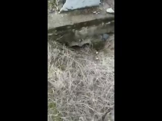 free азербайджанское кладбище в зангилагне все могилы разрушены ариянами осквернены и разрыты в поисках золотых зубов hd