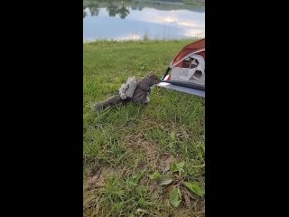 free отдыхали себе спокойно на природе а к нам белочка пришла hd