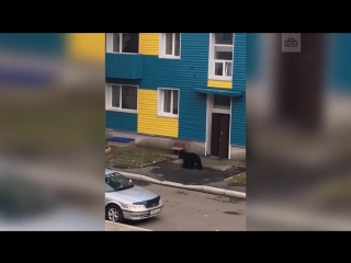 free на сахалине застрелили медведя гулявшего по улицам города hd