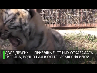 free шесть тигрят мамы фриды пополнение в крымском сафари парке тайган hd