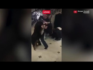 free в интернете появилось видео на котором генпрокурор украины юрий луценко танцует с бернской овчаркой закончился танец hd