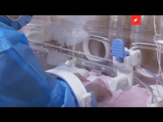 free вот такое чудо появилось на свет в китае в это трудно поверить но это гигантские панды близнецы hd