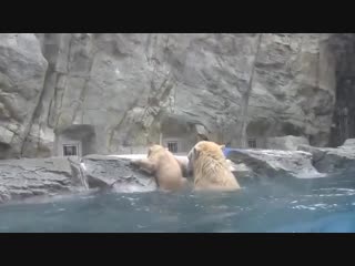 free белый медвежонок еще не умеет плавать и случайно упал воду но бдительная мама по hd