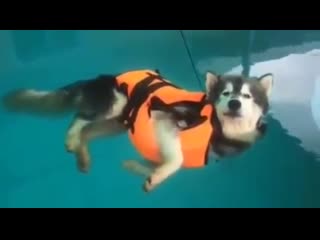 free попытка научить молодые плавать зашла куда то не туда hd