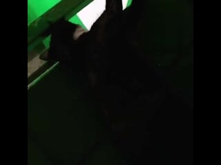 free в спасске дальнем пожарные спасли кота по кличке степка hd