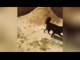 free житель загородного поселка поссорился кажется со всеми соседями и натравил на них молодые hd
