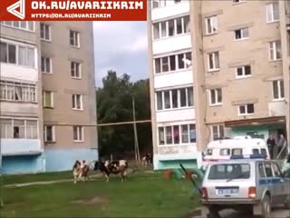 free полиция отбила жителя челябинской области от стада разъяренных коров hd
