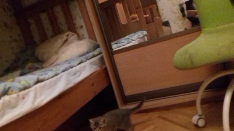 free я только вчера приехала в этот дом и целый день сидела в ящики под кроватью а сейчас я вышла поела проиграла с hd