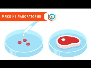 free мясо выращенное в лаборатории появится в продаже уже в 2018 году hd
