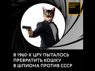 free в 1960 х цру пыталось превратить кошку в шпиона против ссср hd