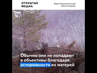 free самка леопарда и три котёнка попали на видео в приморье hd