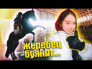free первый раз со шпорами тренироа с привязанными стременами vlog hd