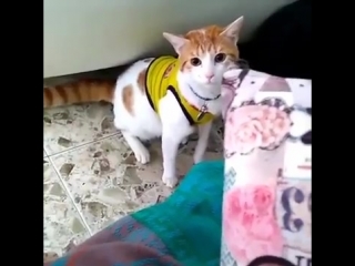 free кот болельщик научился кричать гол hd
