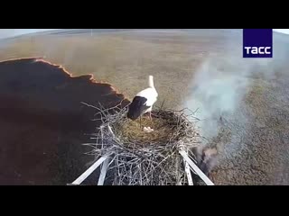 free аист в амурской области не покинул гнездо с яйцами несмотря на пожар внизу hd