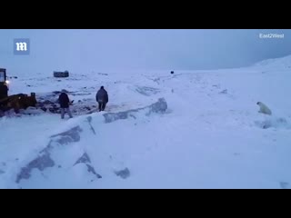 free в селе рыркайпий на чукотке где нашествие полярных медведей пытаются отпугнуть зверей с помощью ракетниц hd