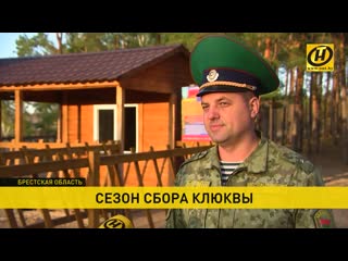 free красное золото полесья на полесье разгар сбора клюквы hd