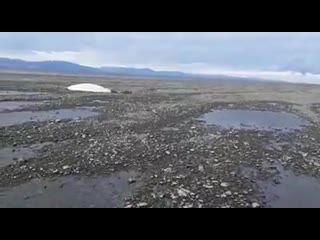 free в хабаровском крае сотрудник мчс спас двух белух и их детеныша которые оказались на суше в 15 км от берега hd