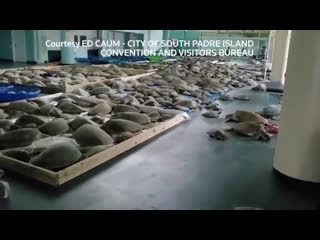 free в техасе аномальные холода из за этого в опасности оказались тысячи морских черепах hd