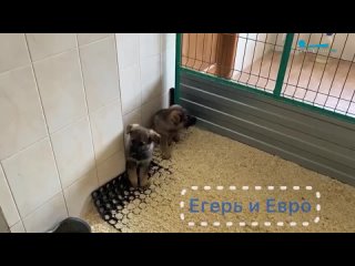 free трое щенков прошли проверку для службы в транспортной полиции сзфо hd