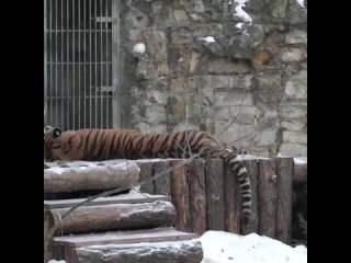 free московский зоопарк после праздников получил около 2 тыс ёлок и сосен для своих обитателей hd