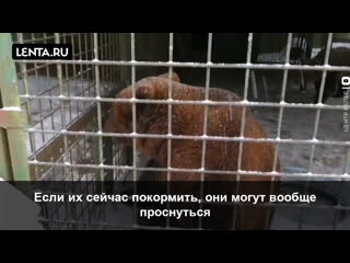 free мишки перепутали оттепель с весной и проснулись раньше времени hd