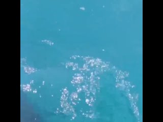 free чёрное море превратилось в лазурное hd