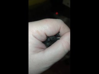 free видео от центр помощи рукокрылым летучие мыши l москва hd