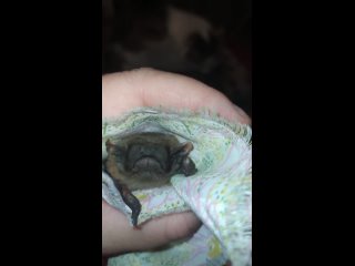 free видео от центр помощи рукокрылым летучие мыши l москва hd