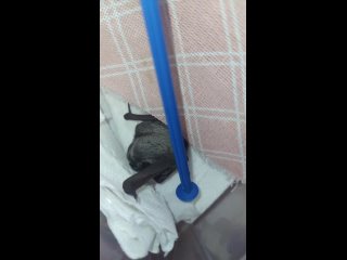 free видео от центр помощи рукокрылым летучие мыши l москва hd
