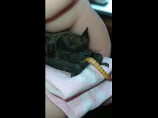 free видео от центр помощи рукокрылым летучие мыши l москва hd