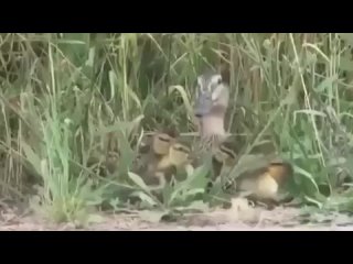 free а мамочка утка так волновалась пока ждала бедная места себе не находила hd