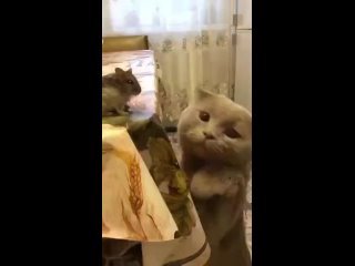 free вроде бы и хочется познакомиться с симпатичной мышкой но как то нелоо первый шажочек делать вдруг сочтут за hd