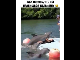 free как понять что ты нравишься дельфину hd