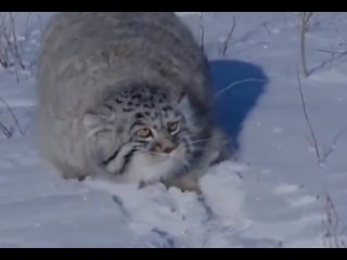 free манулов изучаете красивое пушистое злое недовольное нужное подчеркнуть ненужное вычеркнуть hd
