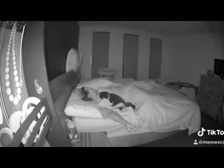 free девушка установила камеру и узнала чем занимается ее котенок по ночам hd