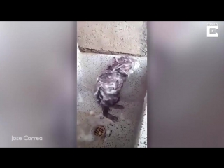 free житель перу снял на видео крысу которая намыливалась мылом hd