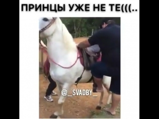 free жирная свинья пытается припарковаться к лошади и получает hd