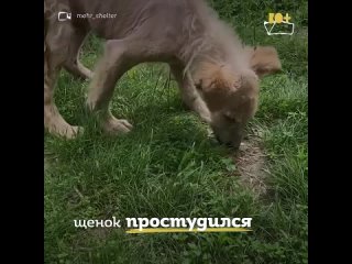 free песик по кличке львенок из узбекистана ищет семью hd
