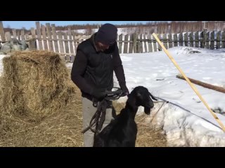 free боимся что ферму затопит перестраиваем сарай наша молодая ферма жизнь в деревне hd
