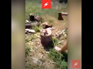 free в алтайском крае девушка с улыбкой на лице расчленила топором живого котенка её снимала подруга hd