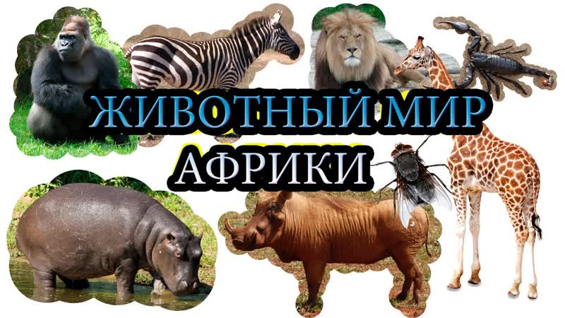 free молодые африки учим секс для самых маленьких на русском развивающие мульт hd