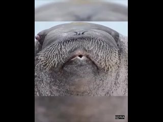 free молодые в моменте коты в моменте ржака лучшие приколы до слез тик ток лучшее приколы 2022 hd